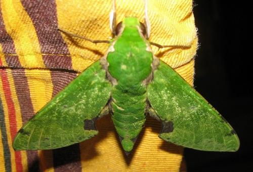 Euchloron megaera